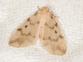 Muslin Footman
